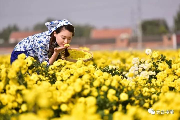 云臺冰菊基地發(fā)生了什么？一批批領(lǐng)導專家團隊前來！