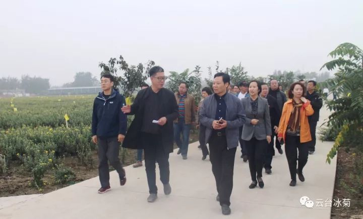 云臺冰菊基地發(fā)生了什么？一批批領(lǐng)導(dǎo)專家團(tuán)隊前來！