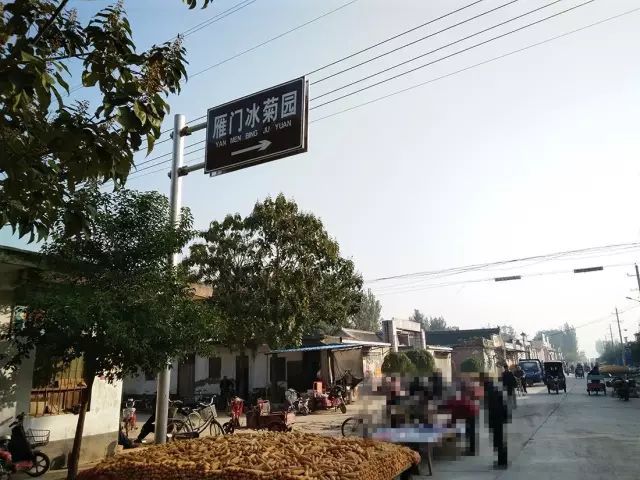 如何找到云臺冰菊？怎樣找到云臺冰菊？